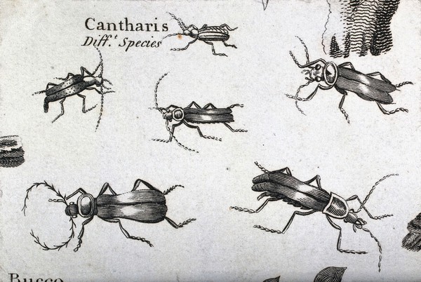 Six soldier beetles (Cantharis species). Engraving.