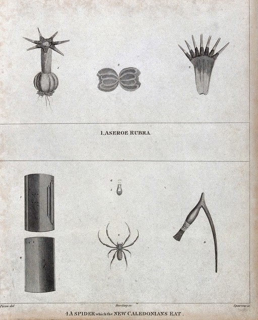 A microscopic animal (Aseroe rubra) and a spider, both with anatomical segments. Engraving by Sparrow, ca. 1792, after Piron.