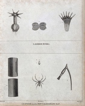 A microscopic animal (Aseroe rubra) and a spider, both with anatomical segments. Engraving by Sparrow, ca. 1792, after J. Piron.