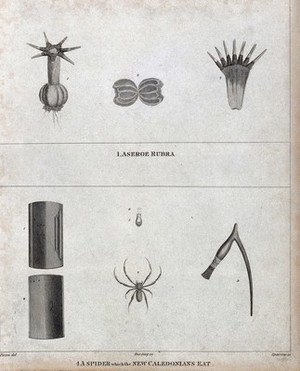 view A microscopic animal (Aseroe rubra) and a spider, both with anatomical segments. Engraving by Sparrow, ca. 1792, after J. Piron.