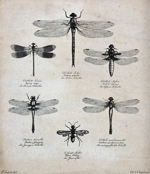 view Six dragonflies and a wasp. Lithograph by G. Engelmann after P. Oudart.