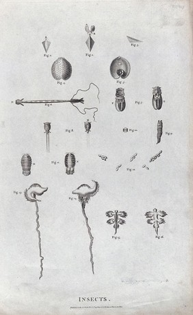 Insects: sixteen unlabelled anatomical segments. Etching, ca. 1798.