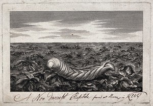 view A maggot in an arable field. Engraving.