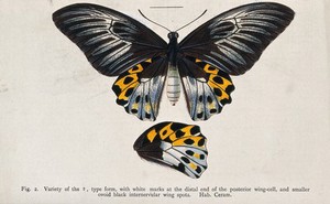 view A butterfly. Coloured lithograph.