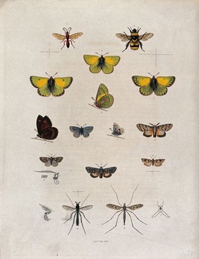 A bee, five butterflies (including a pale clouded yellow), six moths and two crane flies with details of antennae. Coloured etching, ca. 1834.