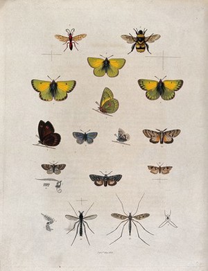 view A bee, five butterflies (including a pale clouded yellow), six moths and two crane flies with details of antennae. Coloured etching, ca. 1834.