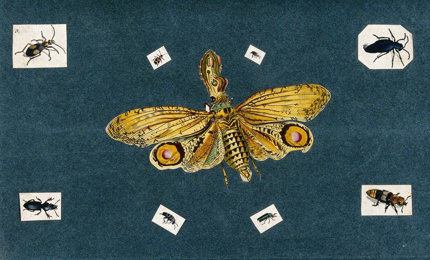 A lantern bug (Fulgora laternaria) with eight different beetles surrounding it. Nine coloured engravings.