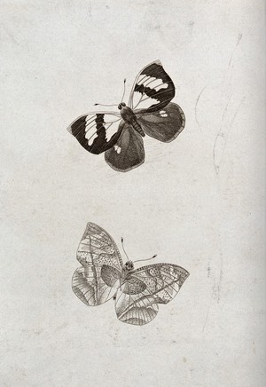 view Two butterflies, one possibly a red admiral. Stipple engraving with etching.