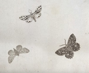 view Three moths, one possibly a wood tiger (Nemeophila plantaginis). Stipple engraving with etching.