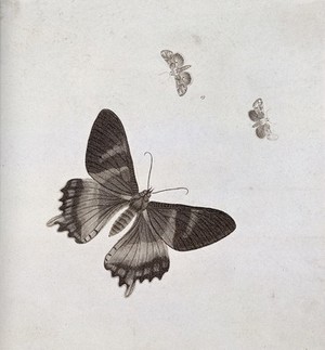 view Two moths, one a swallow-tail and one possibly a marvel-du-jour (Agriopis species). Stipple engraving with etching.