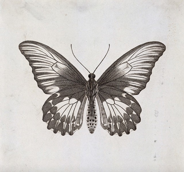 A large butterfly. Stipple engraving with etching. | Wellcome Collection