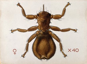view A wingless sheep fly (Melophagus ovinus). Coloured drawing by A.J.E. Terzi.