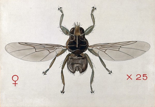 A grouse fly (Ornithomyia lagopodis). Coloured drawing by A.J.E. Terzi.