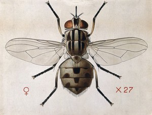 view A stable fly (Stomoxys calcitrans). Coloured drawing by A.J.E. Terzi.