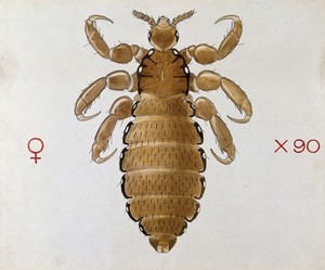 view A head louse (Pediculus humanus). Coloured drawing by A.J.E. Terzi.