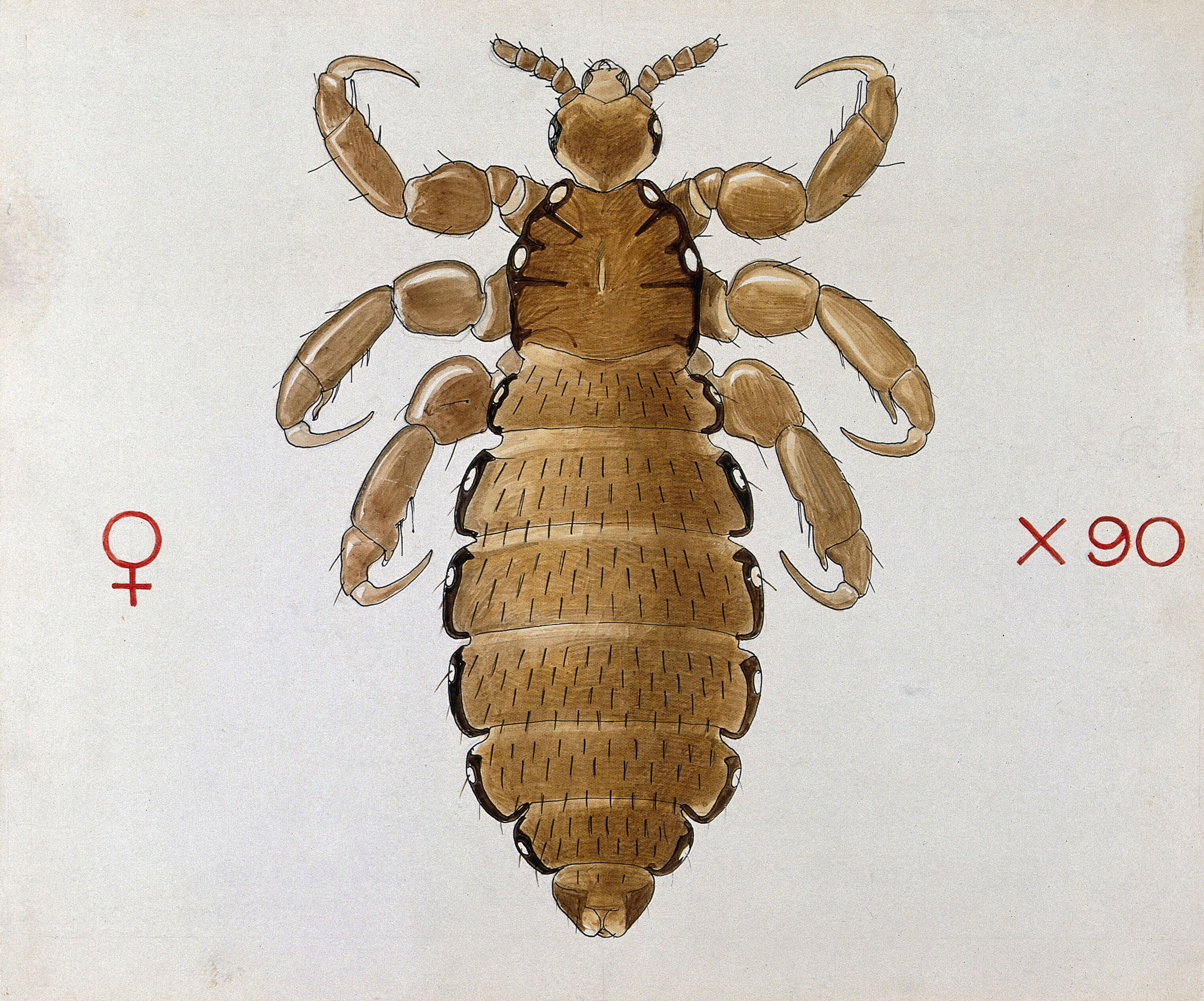 Human Louse Human Louse