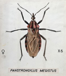 A barbiero bug (Panstrongylus megistus). Coloured drawing by A.J.E. Terzi.