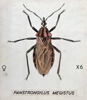 view A barbiero bug (Panstrongylus megistus). Coloured drawing by A.J.E. Terzi.