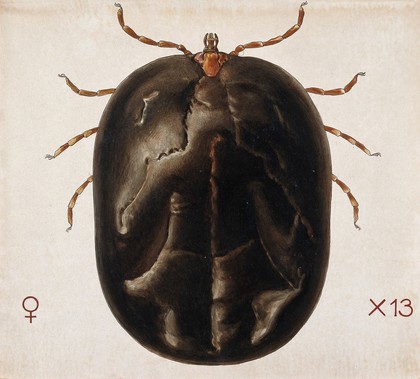 A tick (Amblyomma hebraem). Coloured drawing by A.J.E. Terzi.