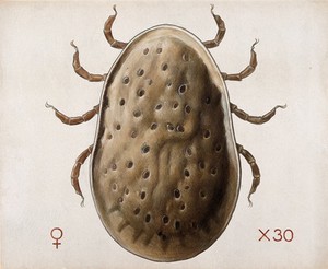 view A tick (Argas miniatus). Coloured drawing by A.J.E. Terzi.