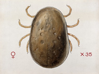 A tick (Argas persicus). Coloured drawing by A.J.E. Terzi.