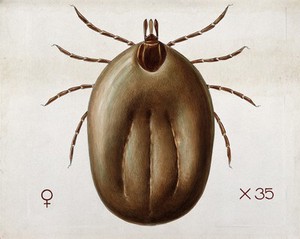 view A tick (Ixodes reduvius). Coloured drawing by A.J.E. Terzi.