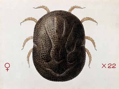 A tick (Ornithodurus moubata). Coloured drawing by A.J.E. Terzi.