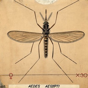 view A Culicidae mosquito (Aedes aegypti). Coloured drawing by A.J.E. Terzi.