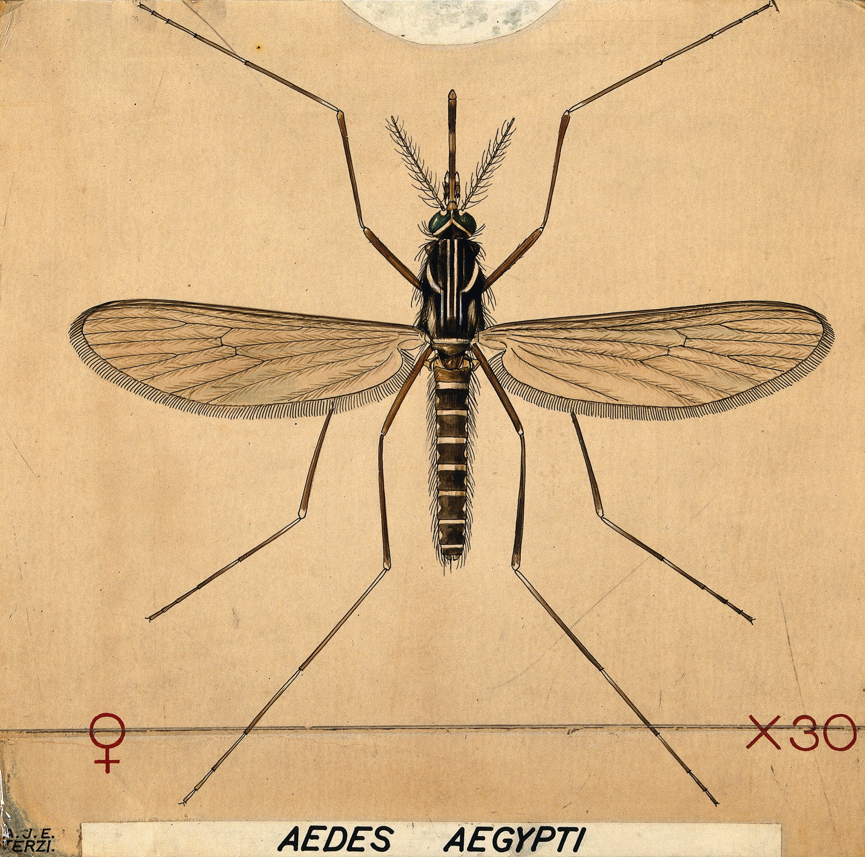 Hand drawn sketch of mosquito Royalty Free Vector Image