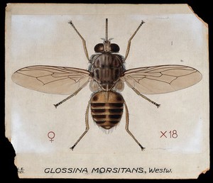 view A tsetse fly (Glossina morbitans). Coloured drawing by A.J.E. Terzi.