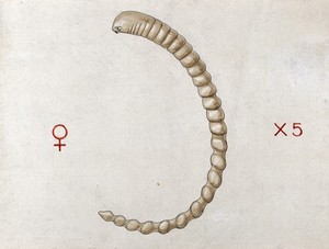 view A lung worm of python (Porocephalus moniliformis). Coloured drawing by A.J.E. Terzi.