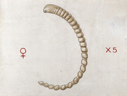 A lung worm of python (Porocephalus moniliformis). Coloured drawing by A.J.E. Terzi.