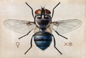 view A blow fly (Chrysomya chloropyga). Coloured drawing by A.J.E. Terzi.