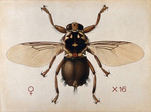 view A horse fly (Hippobosca rufipes). Coloured drawing by A.J.E. Terzi.