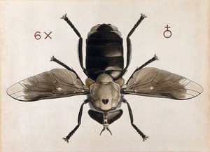 view A cleg or horse fly (Tabanus biguttatus). Coloured drawing by A.J.E. Terzi.