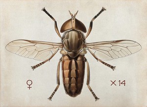 view A cleg or horse fly (Tabanus ditaeniatus). Coloured drawing by A.J.E. Terzi.