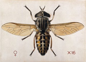 view A cleg or horse fly (Tabanus glaucopis). Coloured drawing by A.J.E. Terzi.