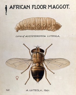 view An African floor maggot (Auchmeromyia luteola): larva and fly. Coloured drawing by A.J.E. Terzi.