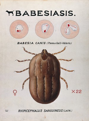 view Life-cycle stages of the parasite Babesia canis and its vector, the kennel tick (Rhicephalus sanguineus). Coloured drawing by A.J.E. Terzi.