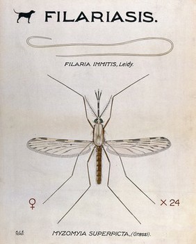 A parasitic nematode (Filaria immitis) and its vector, the mosquito (Myzomyia superpicta). Coloured drawing by A.J.E. Terzi.