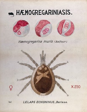 view Life-cycle stages of the parasite Haemogregarina muris and its vector, the mite (Lelaps echidninus). Coloured drawing by A.J.E. Terzi.