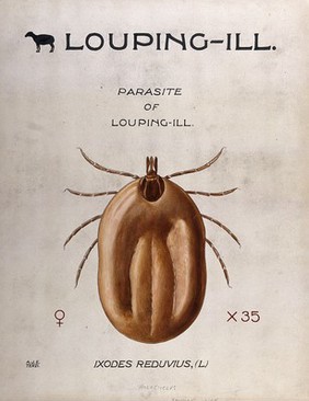 The bandicot tick (Ixodes reduvius), vector of the louping-ill parasite. Coloured drawing by A.J.E. Terzi.