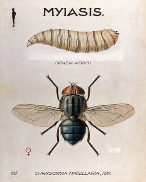 view The larva and fly of Chrysomyia macellaria. Coloured drawing by A.J.E. Terzi.