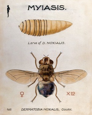 view The larva and fly of Dermatobia noxialis. Coloured drawing by A.J.E. Terzi.