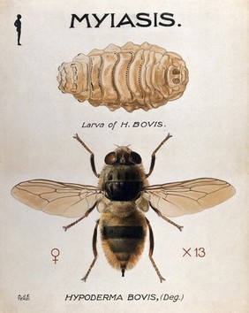 The larva and fly of the ox warble-fly (Hypoderma bovis). Coloured drawing by A.J.E. Terzi.