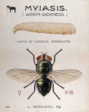 view The larva and fly of a greenbottle (Lucilia sericata). Coloured drawing by A.J.E. Terzi.