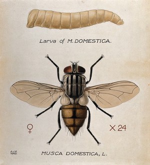 view The larva and fly of a house fly (Musca domestica). Coloured drawing by A.J.E. Terzi.