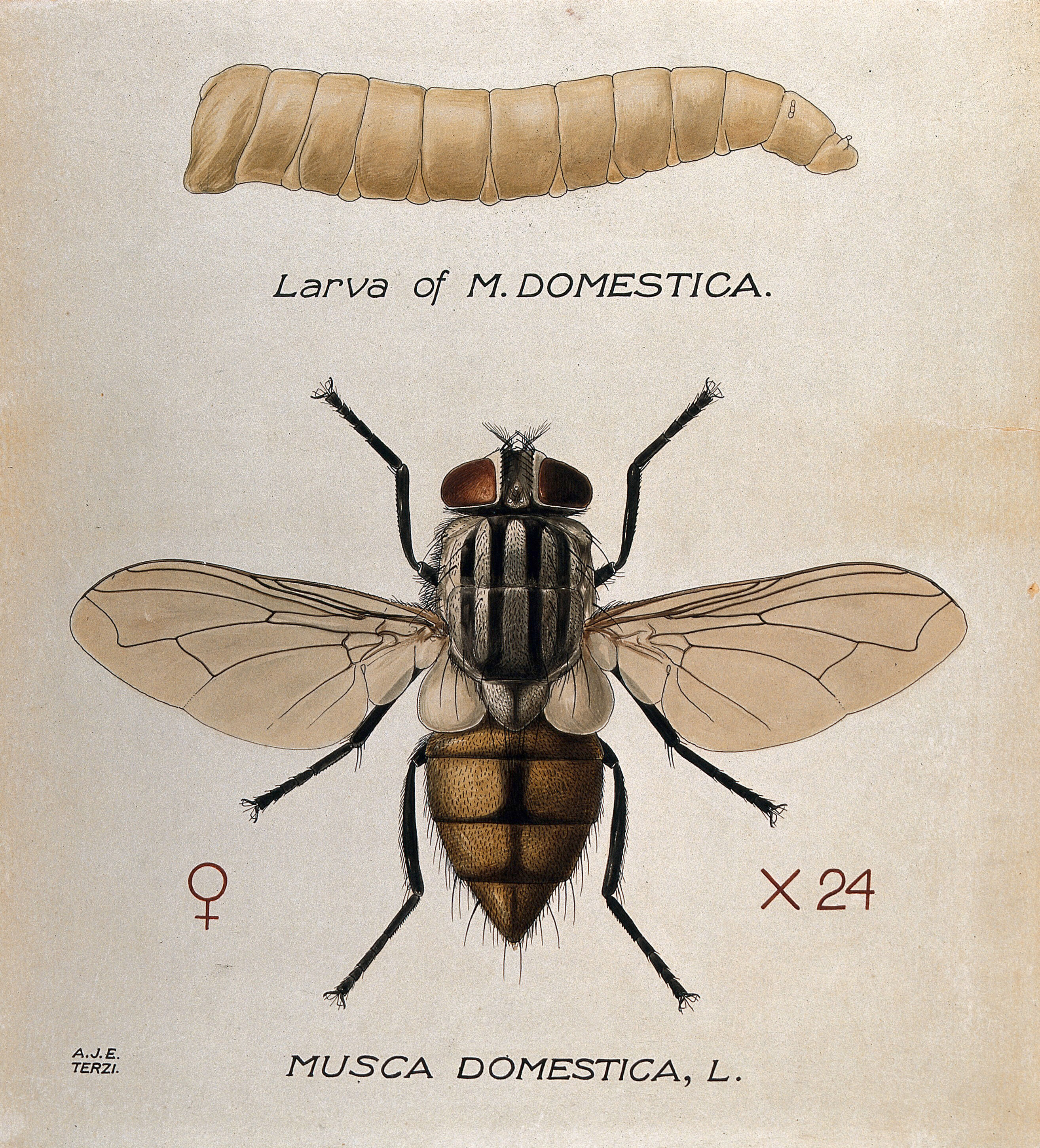 The larva and fly of a house fly (Musca domestica). Coloured drawing by  A.J.E. Terzi.