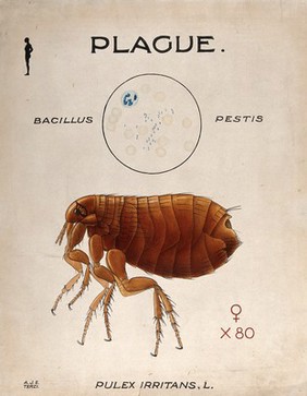 Spores of Bacillus pestis which caused the plague and its vector the human flea (Pulex irritans). Coloured drawing by A.J.E. Terzi.