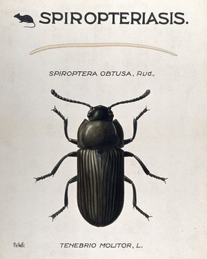 view A parasitic worm (Filaria species) and its vector beetle (Tenebrio molitor). Coloured drawing by A.J.E. Terzi.